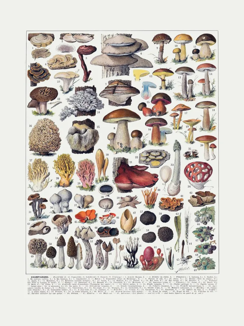 Mushrooms french vintage kitchen art food print poster by Studio Vintage