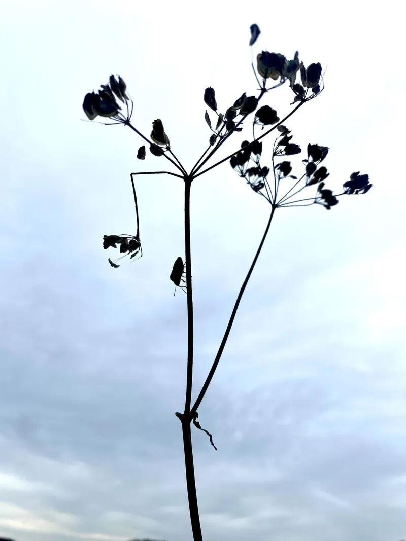 Am Wegesrand Hahnemühle von SaraRosenbaum