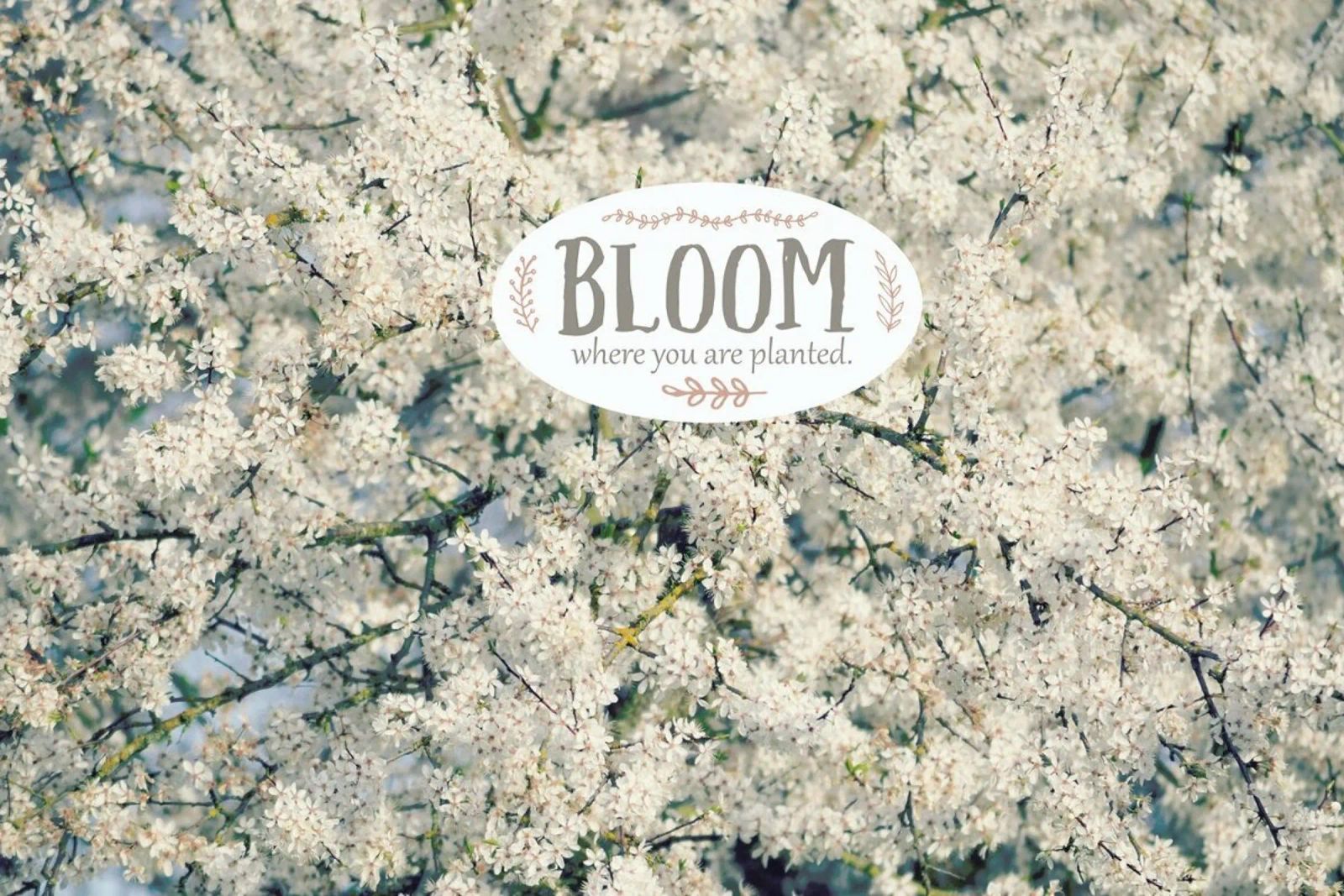 Bloom Where pellicola backlit da Robin Delean