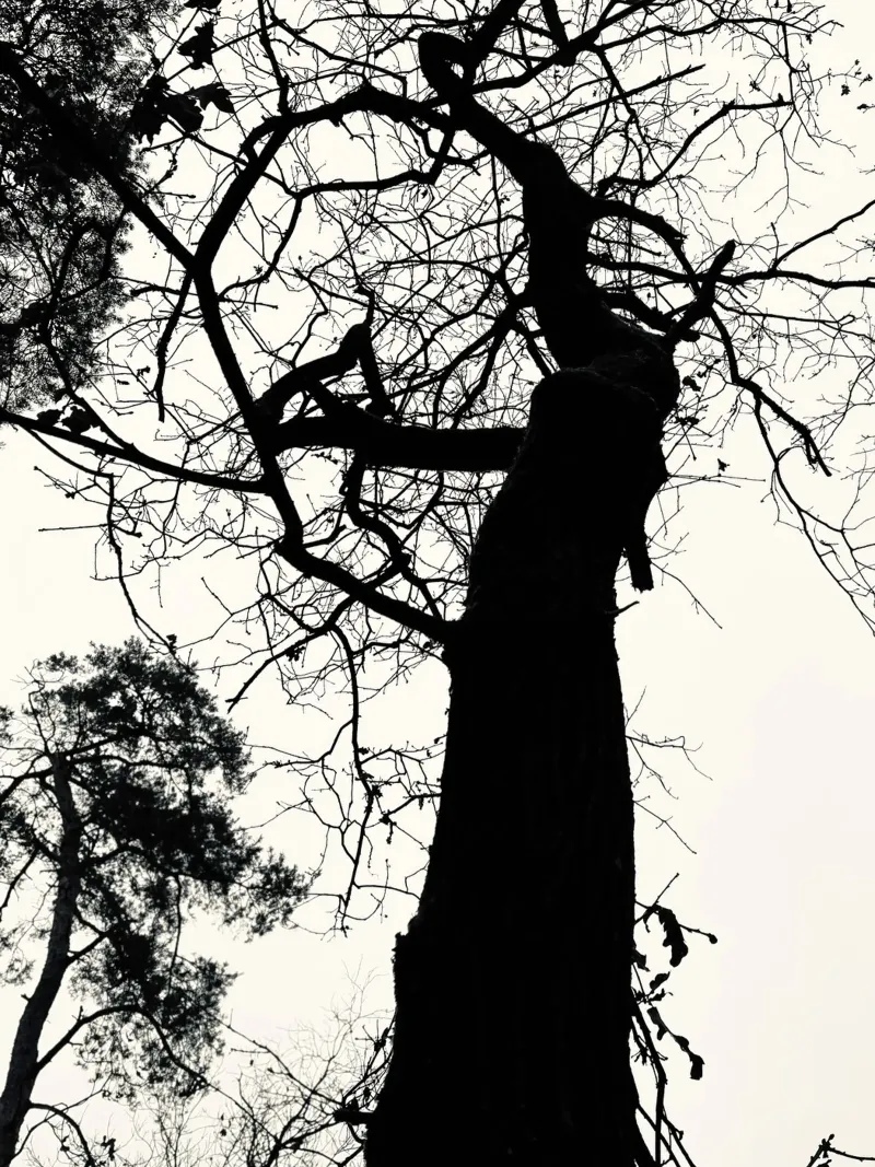 Albero invernale pellicola backlit da SaraRosenbaum