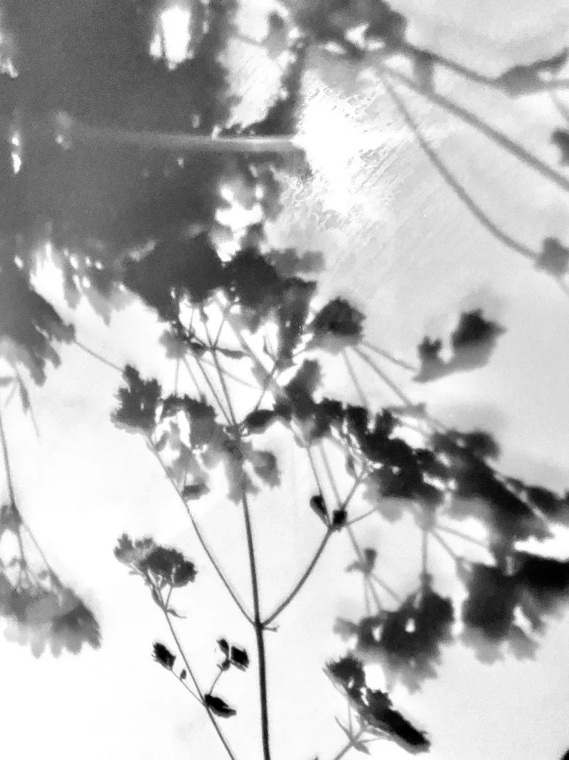 In the garden poster by SaraRosenbaum