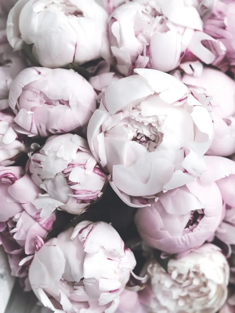 Pale pink peonies - elegant flower art acrylic glass by Whole©