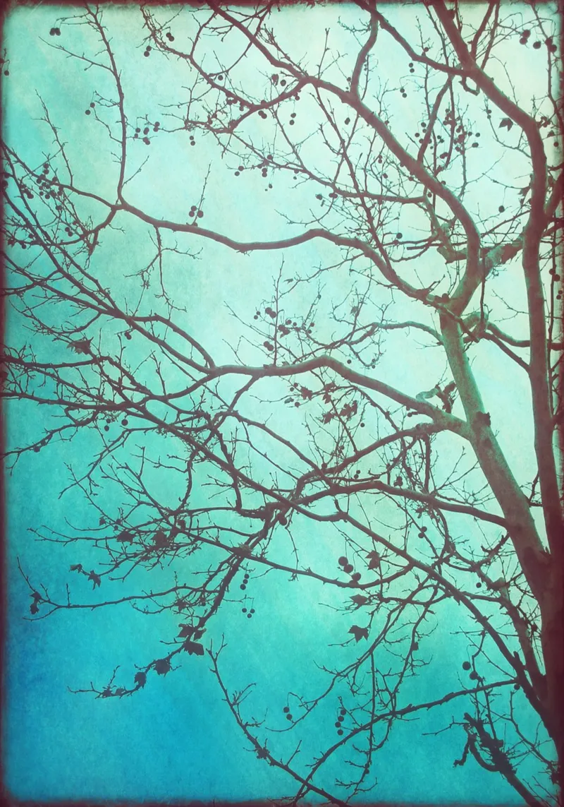 L'albero e l'alba pellicola backlit da Eva Nev Photography