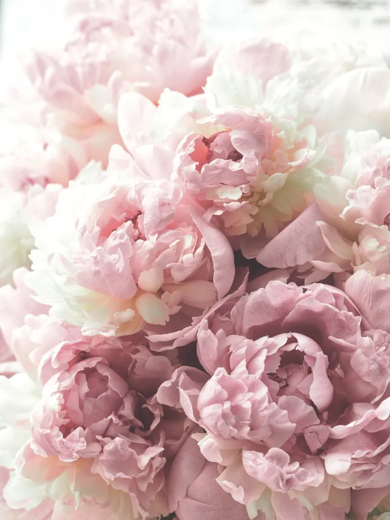 Delicate peonie - Romantico splendore floreale pannello forex da Whole©