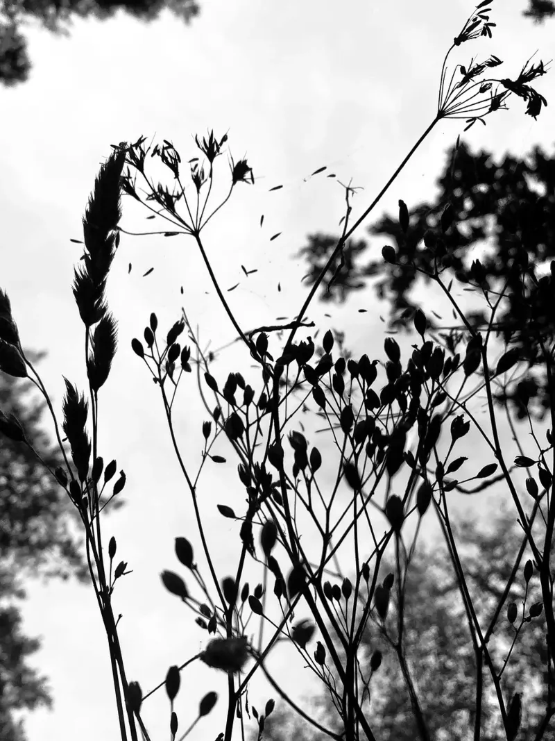 Grasses poster with plastic frame by SaraRosenbaum