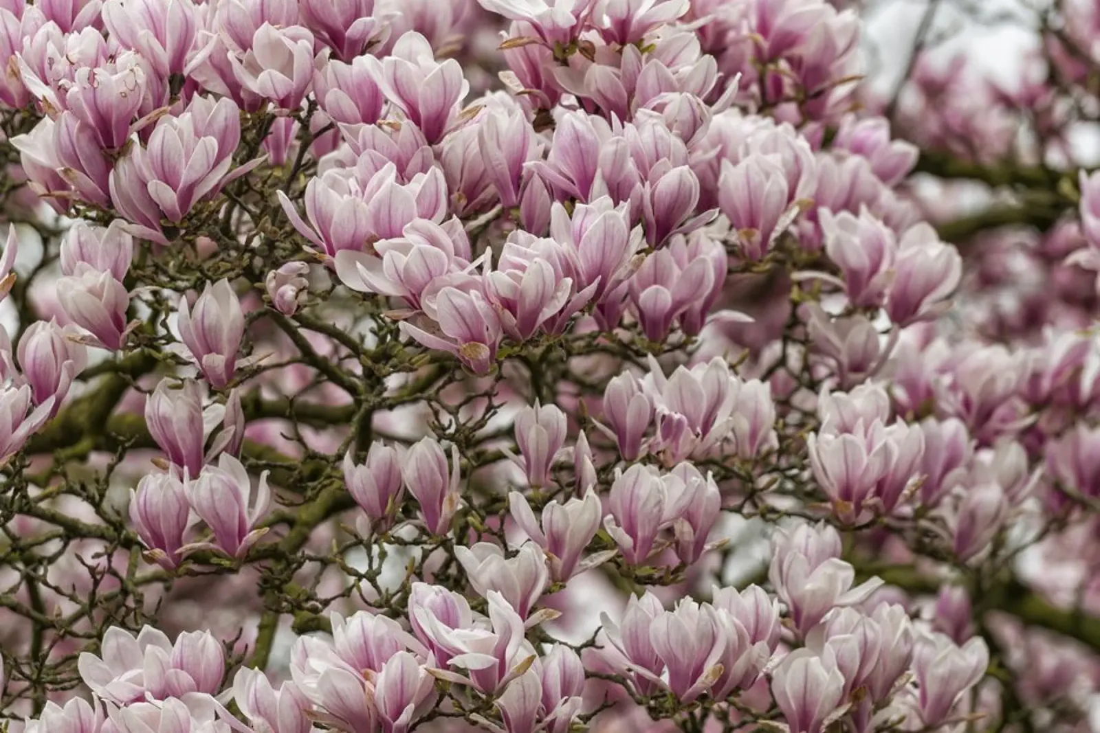 Magnolia rosa pellicola backlit da Curious Collections by Marielle Leenders