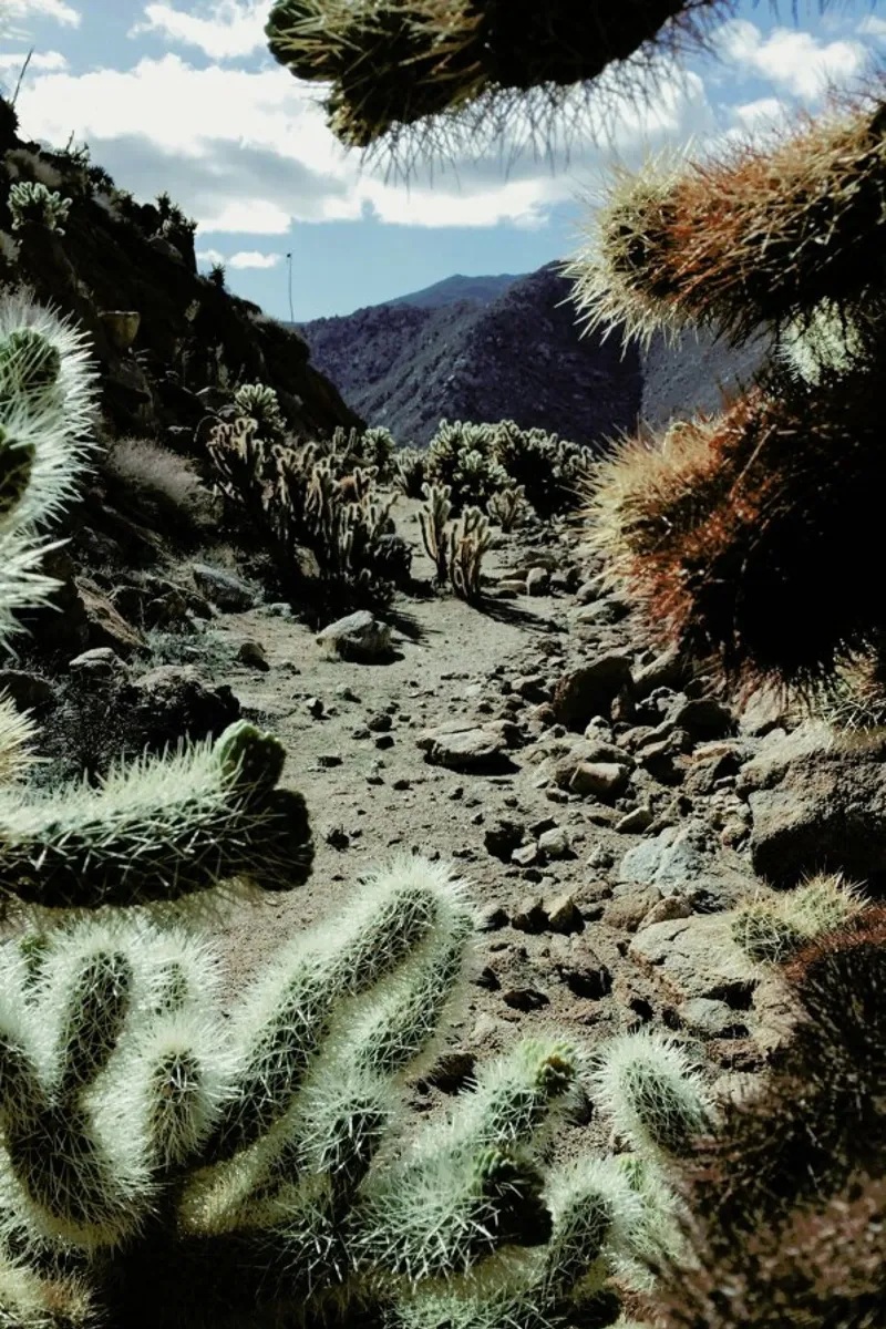 Cholla Frame pellicola backlit da Kevin Russ