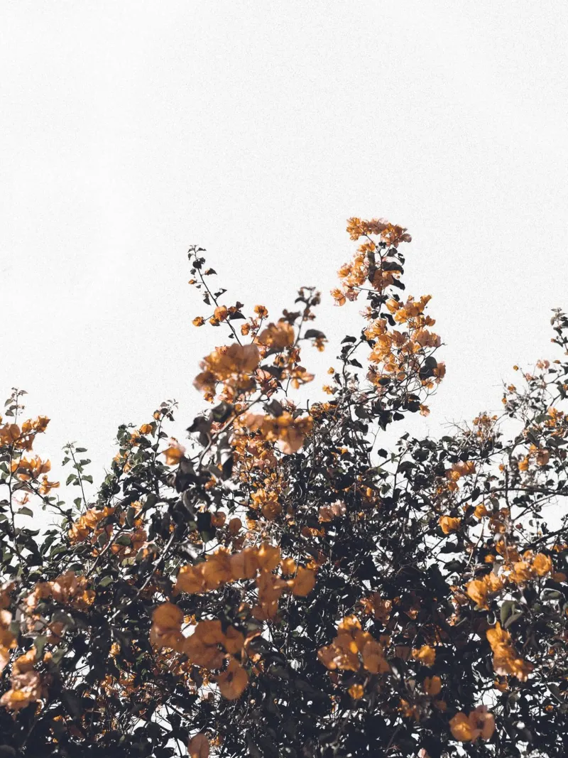 Fiori autunnali: la natura con un look vintage pellicola backlit da Whole©