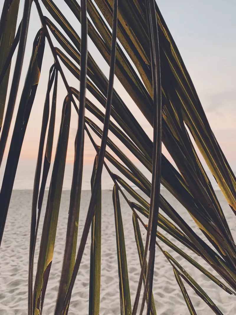 Tropisch strand - Palmblad in de zonsondergang canvas met Baklijst van Whole©