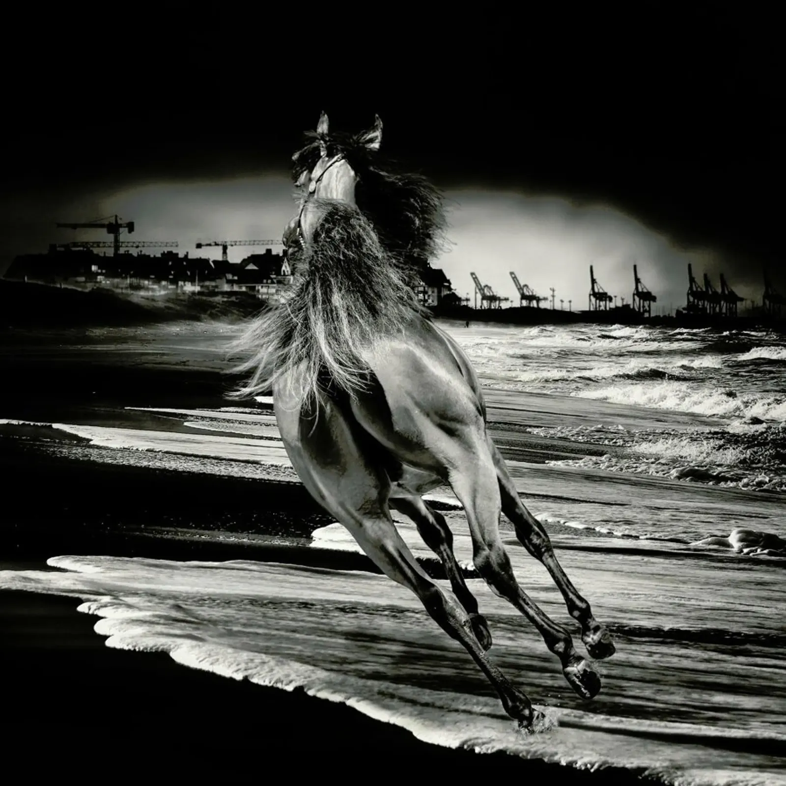 Wild Run - Mohammed Alnaser poster da Pictufy