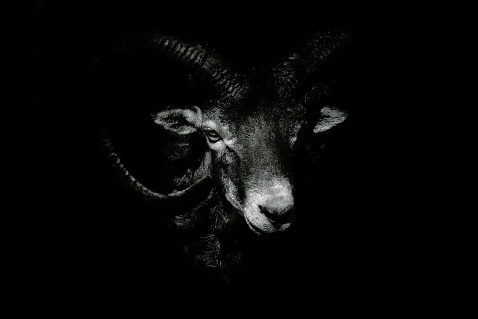 Between Horns - Ferdinando Valverde alluminio dibond da Pictufy