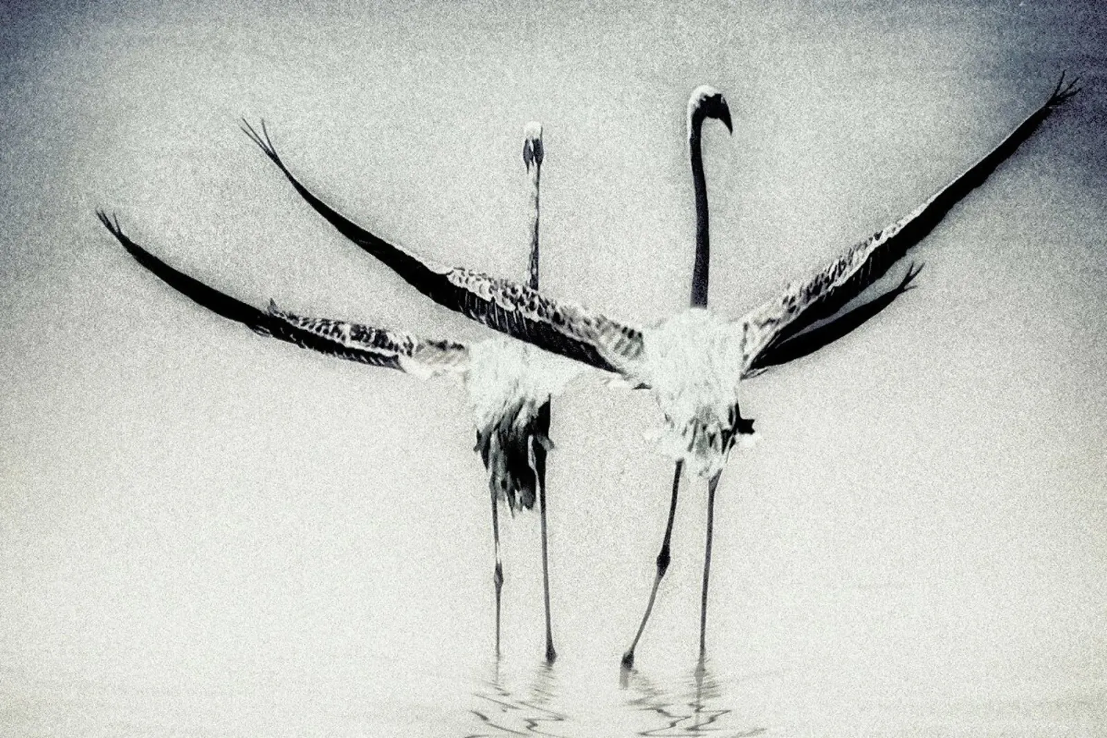 Pas De Deux - Fabs Forns alluminio dibond da Pictufy