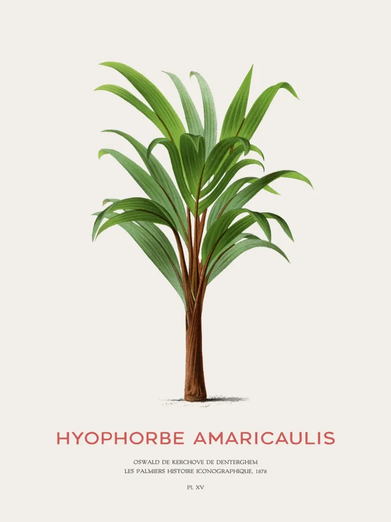 Einsamste Palme oder Hyophorbe Amaricaulis Hahnemühle von Vintagrafica