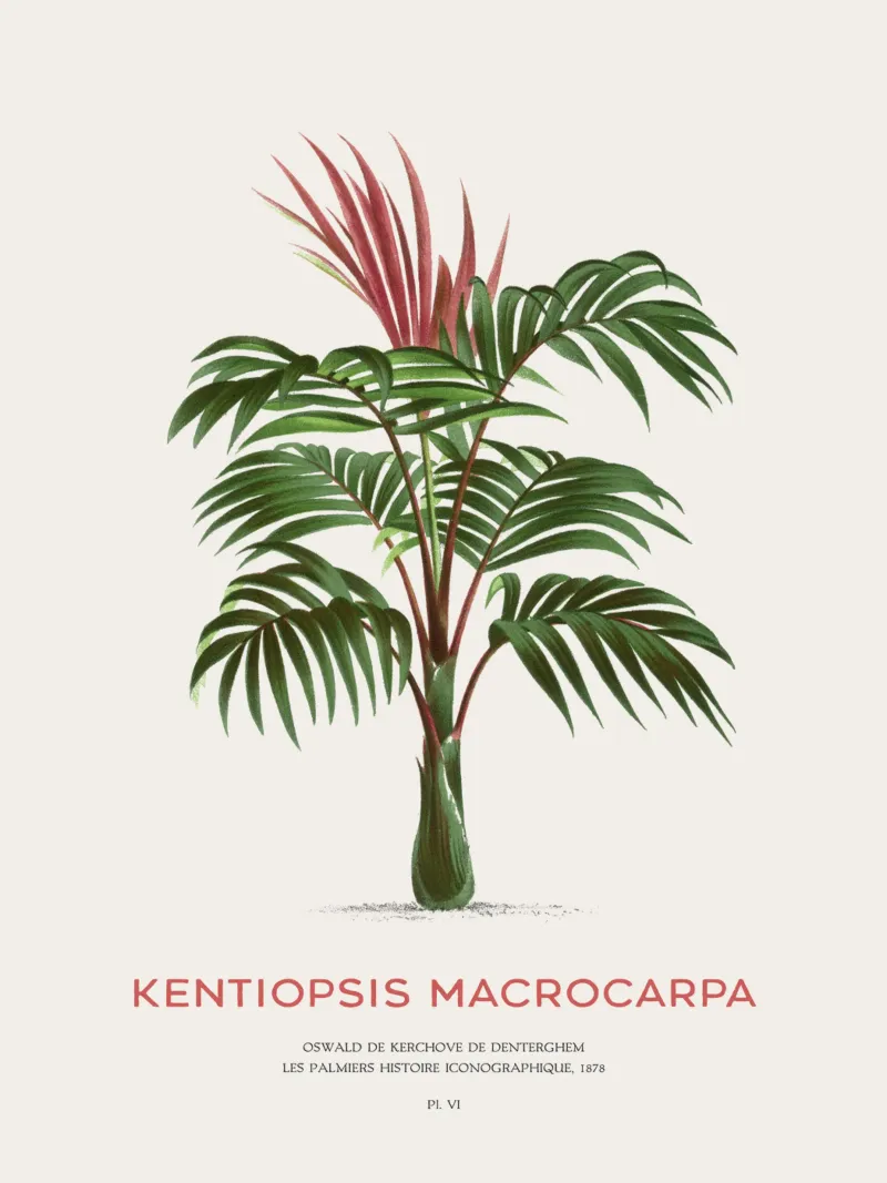 Palma a foglie rosse o Kentiopsis Macrocarpa alluminio dibond da Vintagrafica
