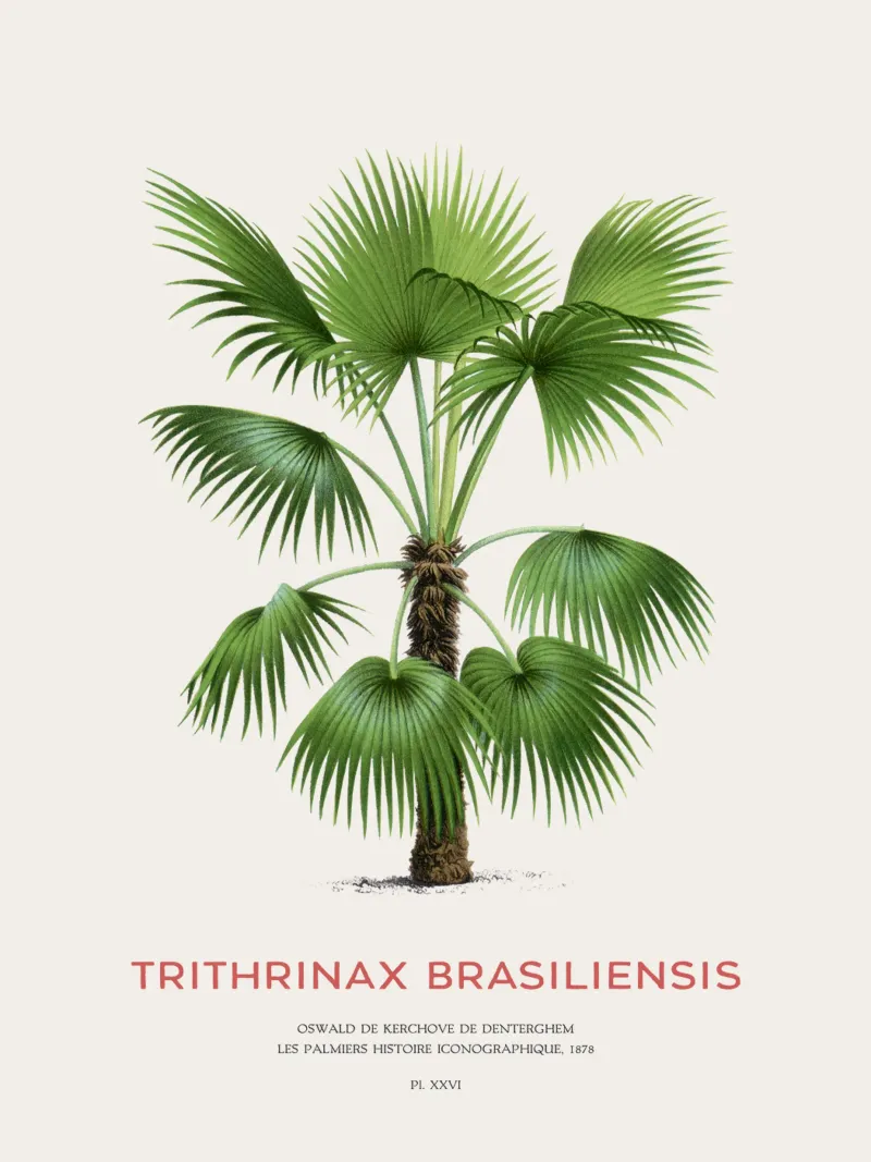 Palm tree - Trithrinax Brasiliensis hahnemühle by Vintagrafica