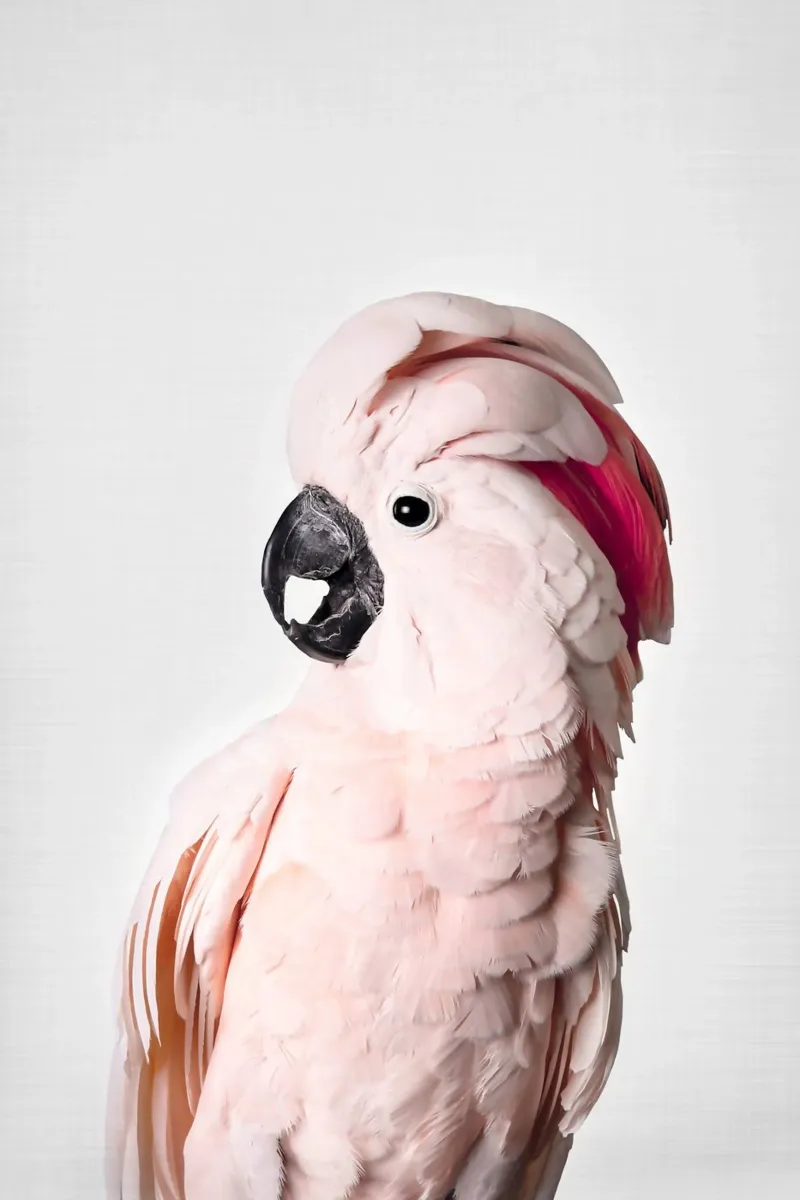 Cacatua rosa carta hahnemühle da Kathrin Pienaar