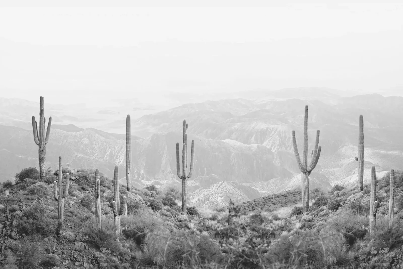 Cactus occidentale carta hahnemühle da Kathrin Pienaar