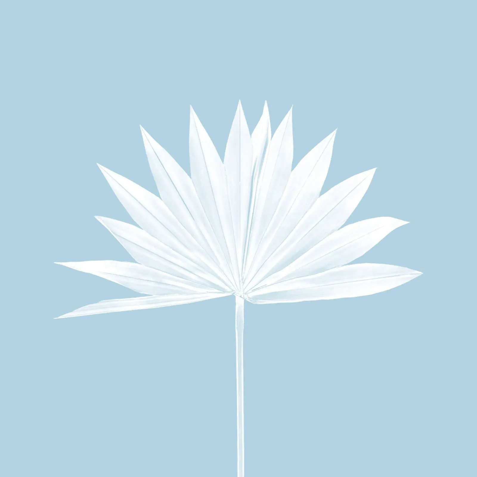 Weißes Palmblatt II Poster mit Kunststoffrahmen von Kathrin Pienaar
