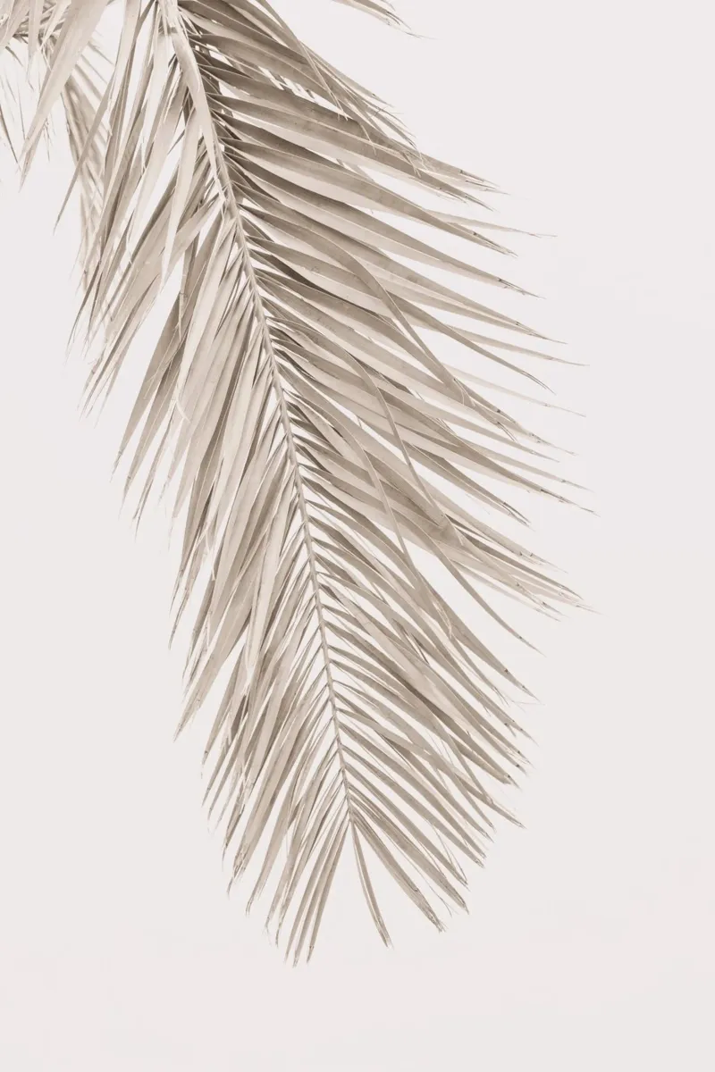 Foglia d'abbronzatura II carta hahnemühle da Kathrin Pienaar