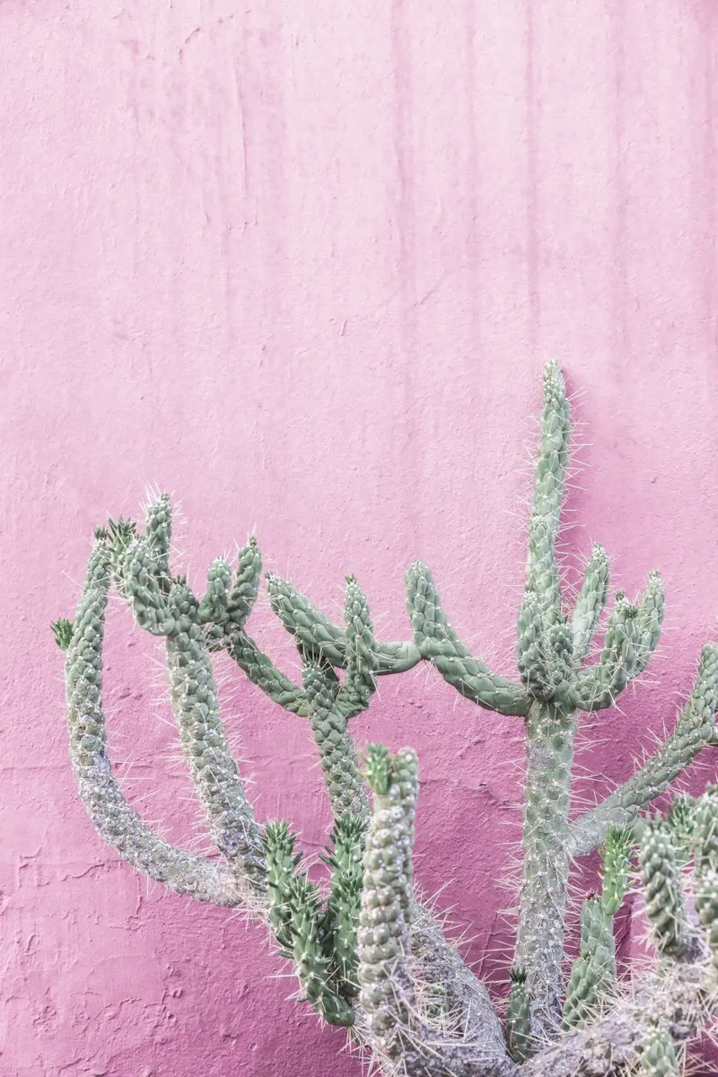 Cactus su rosa carta hahnemühle da Kathrin Pienaar