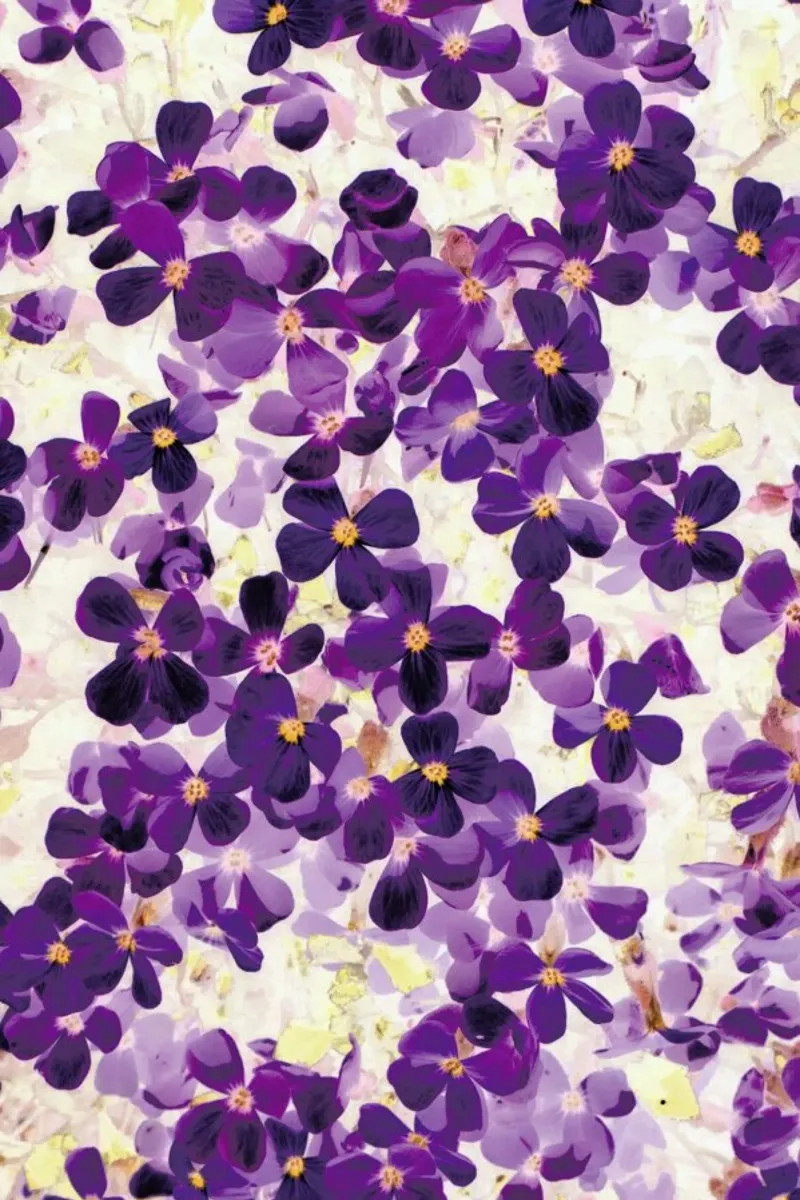 Violet Bloom pellicola backlit da Amy Sia