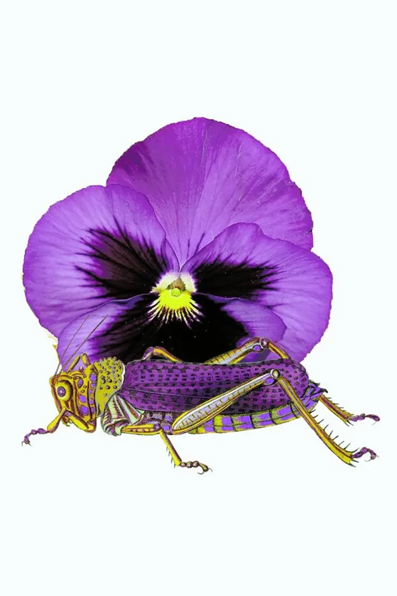 Purple Grasshopper and Viola poster da Rococco LA