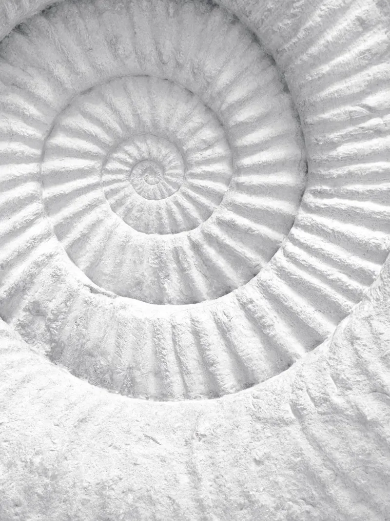 Fossil spiral - Timeless natural art in a minimalist style canvas by Whole©