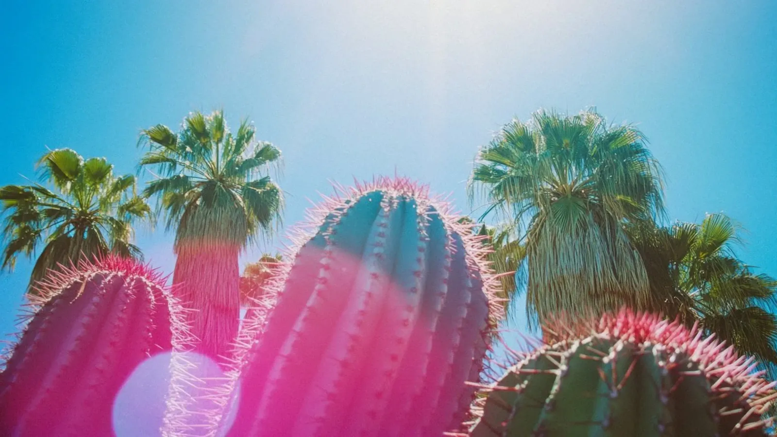 48 pellicola backlit da Pink California | Affiches & Posters