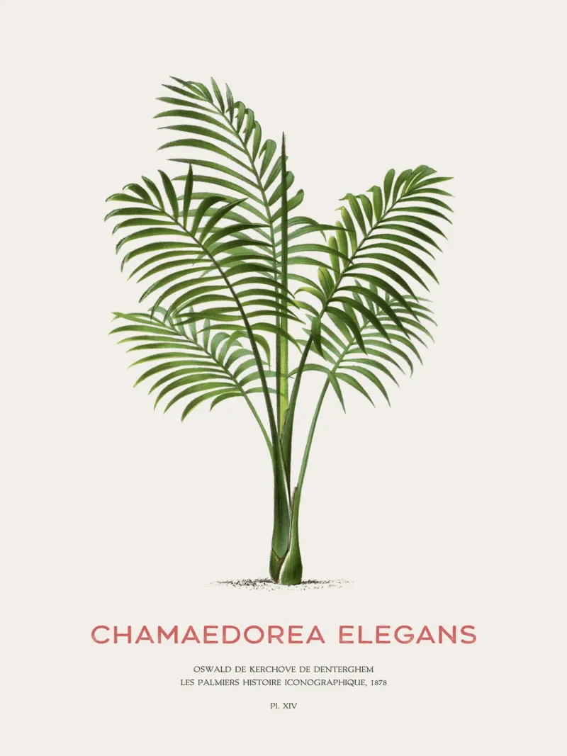 Sierpalm of Chamaedorea elegans canvas met Baklijst van Vintagrafica
