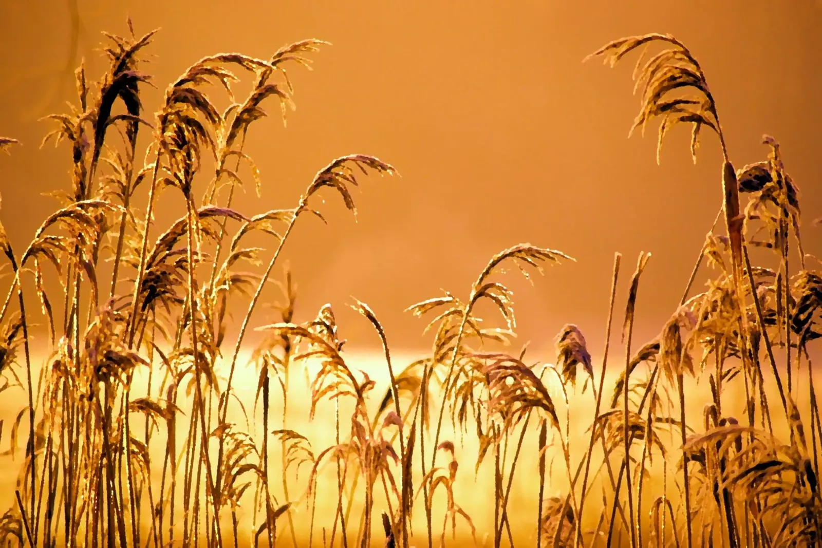 Reeds in the sunset poster by Something for you