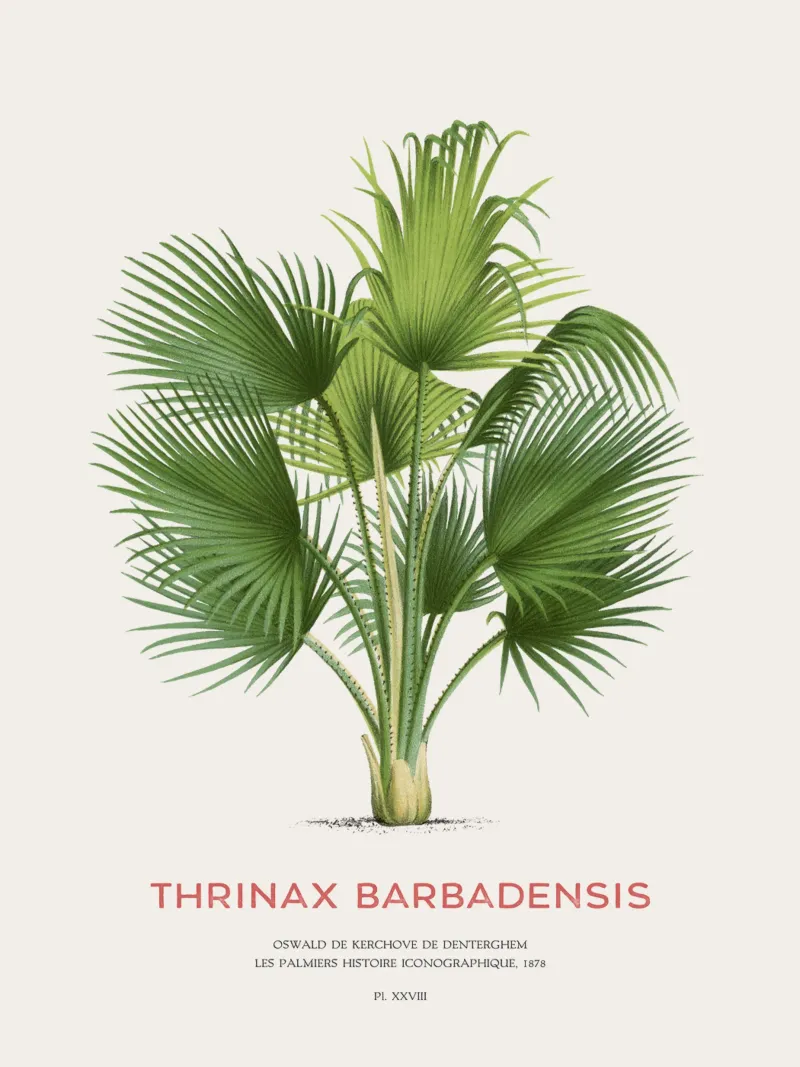 Palma di Latanier balai o Thrinax barbadensis pellicola backlit da Vintagrafica