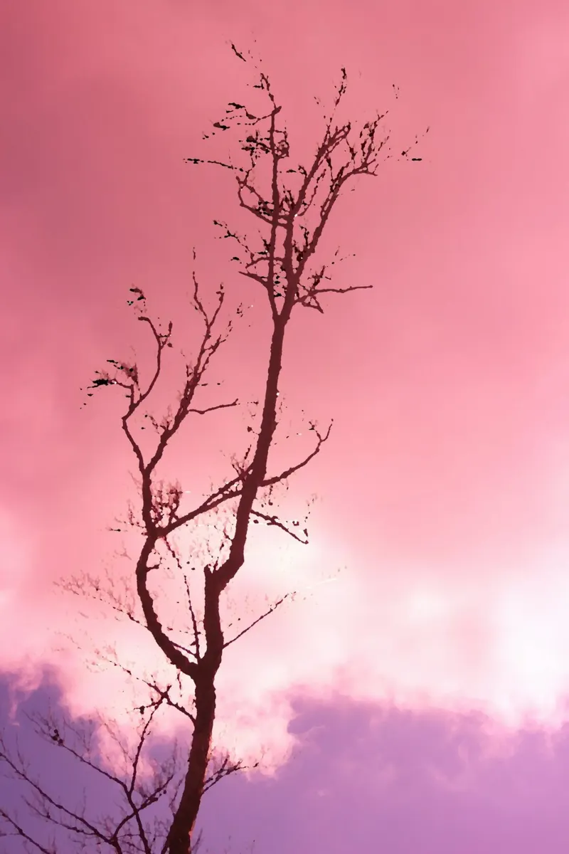 Albero al tramonto pellicola backlit da Something for you