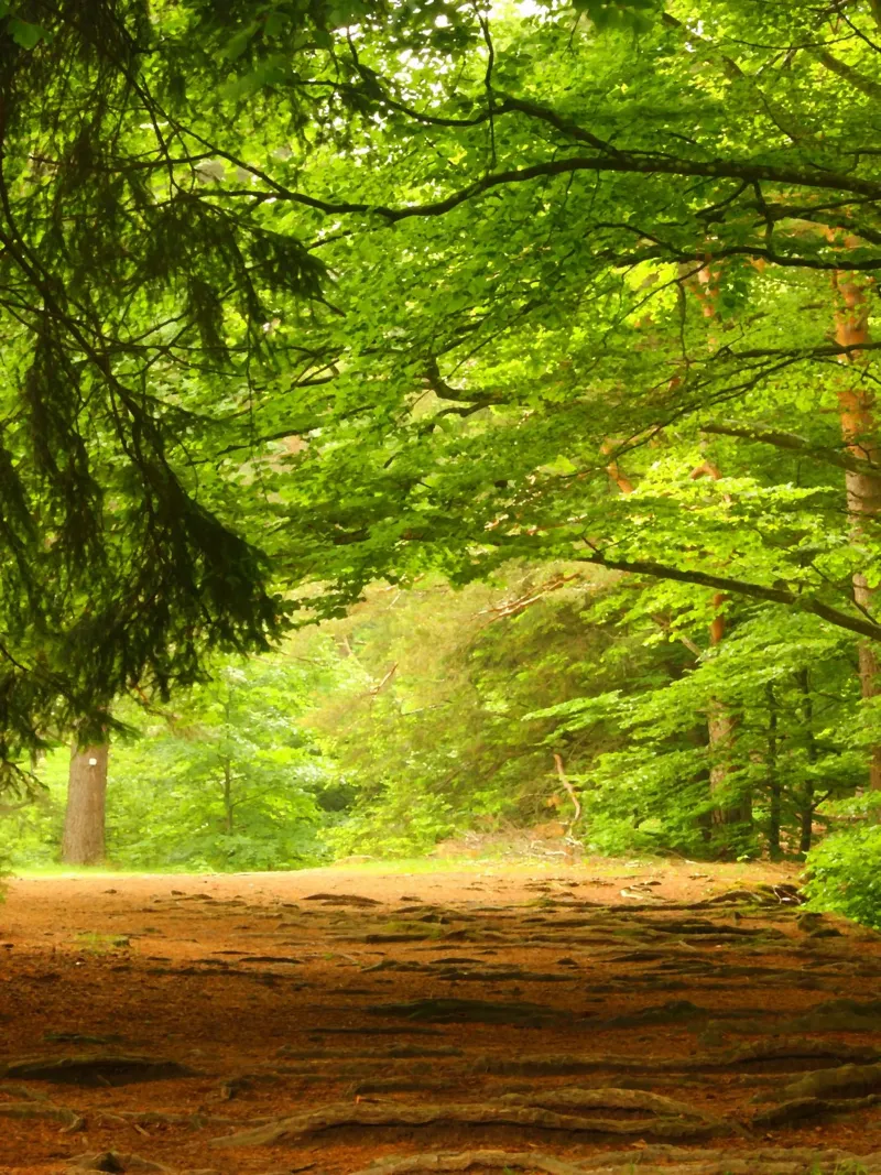 Sentiero nella foresta sotto il sole estivo poster da Something for you