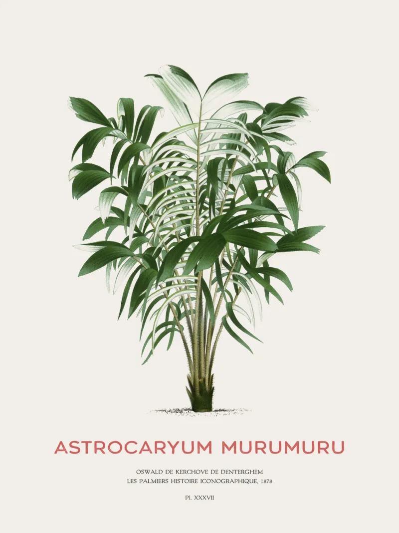 Murumuru-Palme oder Astrocaryum murumuru Hahnemühle von Vintagrafica