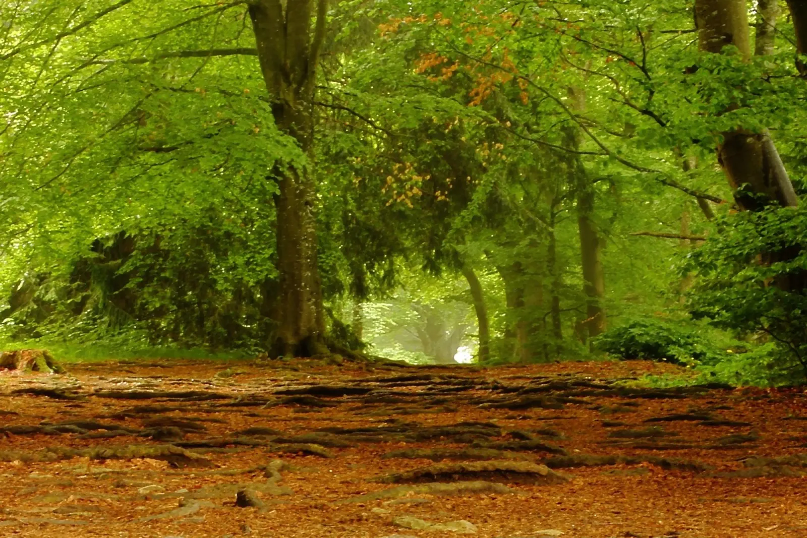 Sentiero nella foresta sotto il sole estivo poster da Something for you