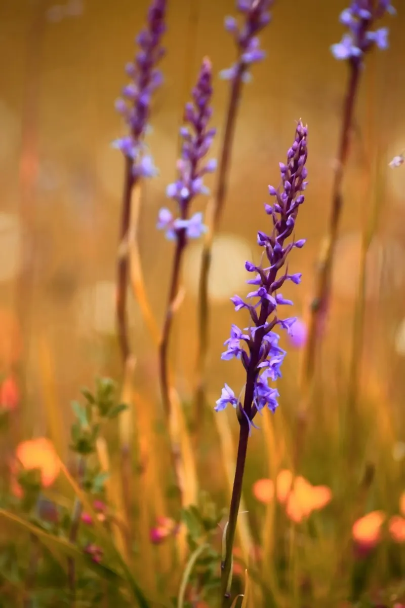 Piccoli fiori viola al sole pellicola backlit da Something for you