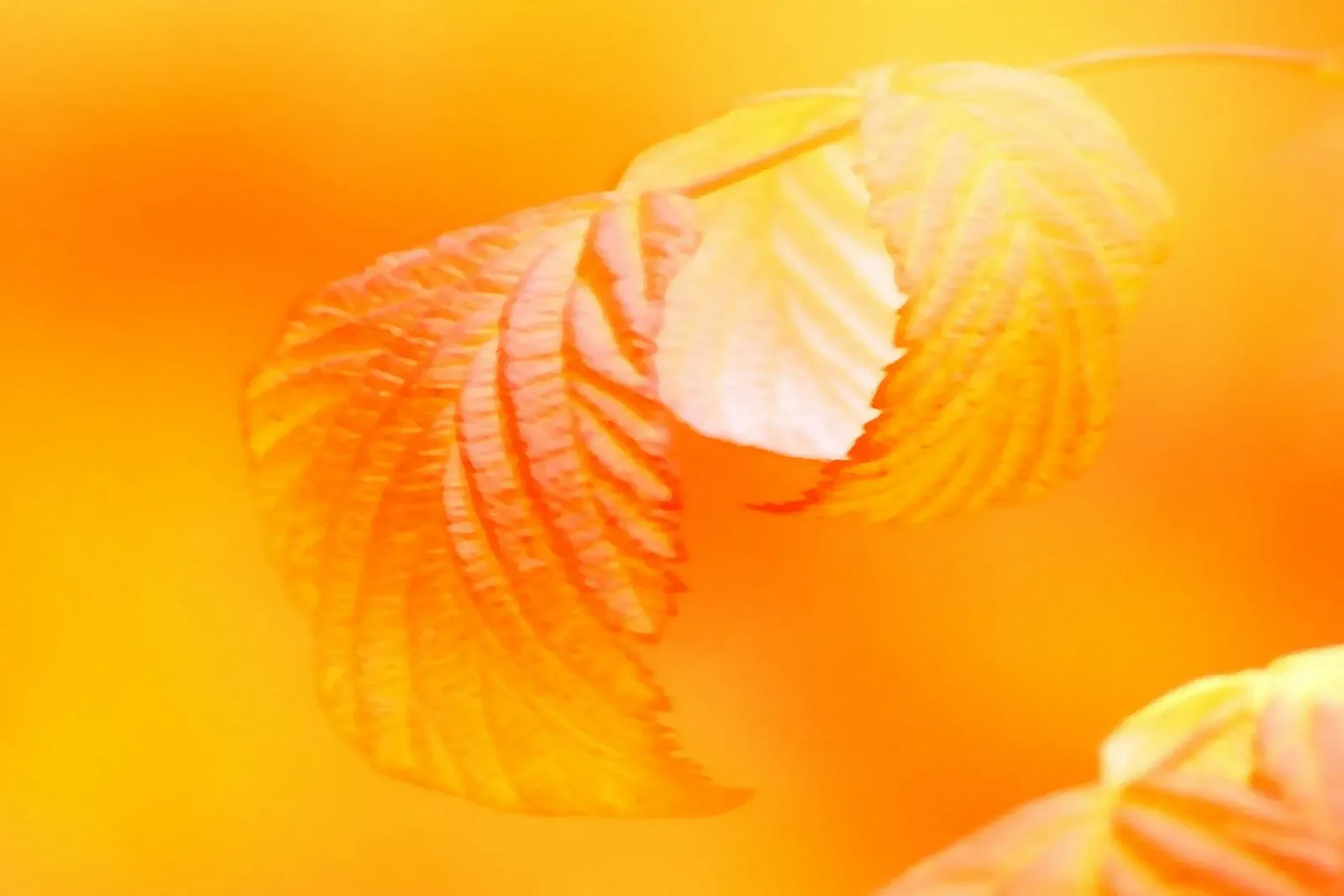 Foglie di un albero in autunno alluminio dibond da Something for you