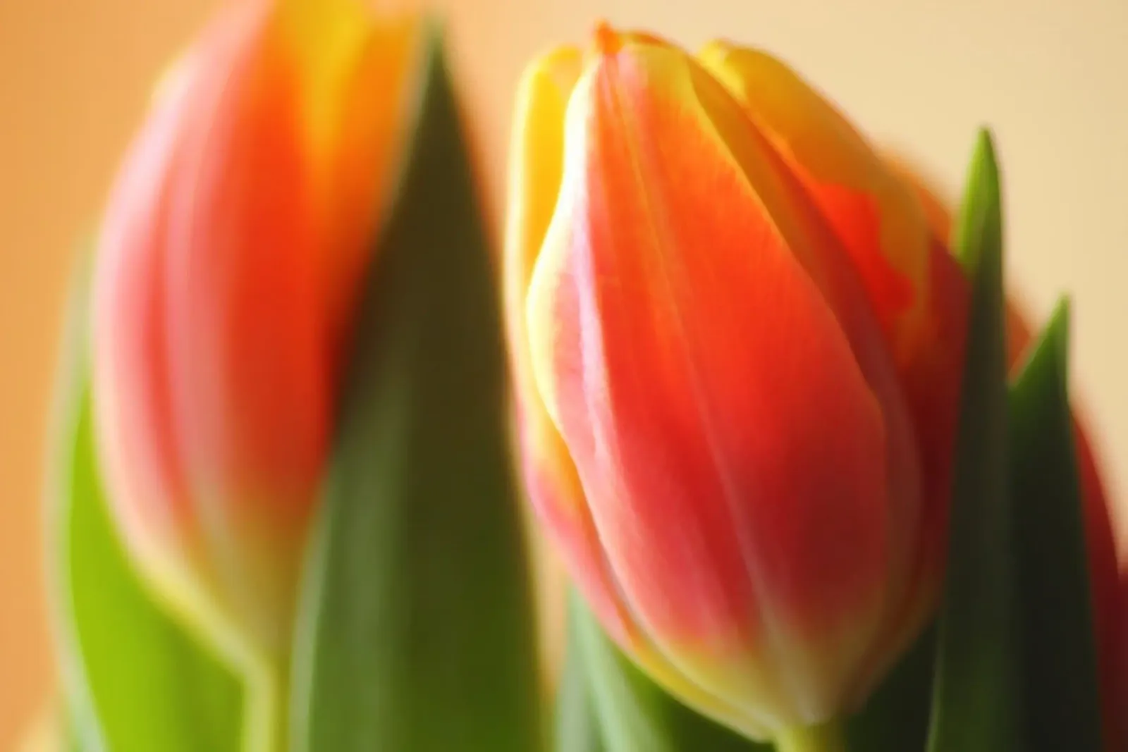 Due tulipani rosso-arancio in una ripresa macro pellicola backlit da Something for you