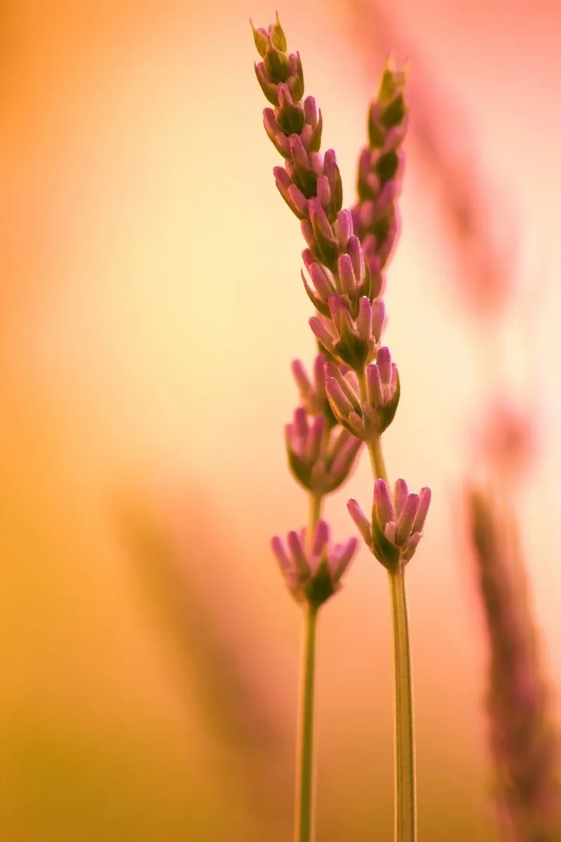 Rametti di lavanda su uno sfondo rosso-rosa-arancio carta hahnemühle da Something for you