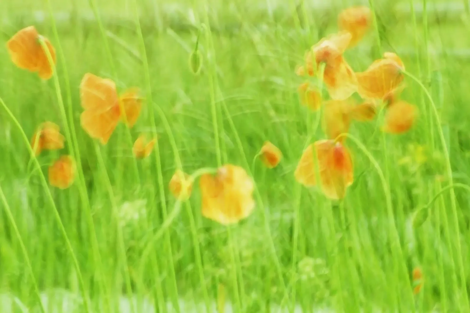 Red poppies in the wind canvas with Floater frame by Something for you
