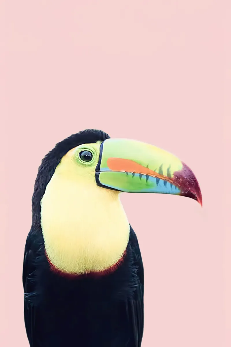 Tucano su rosa carta hahnemühle da Kathrin Pienaar