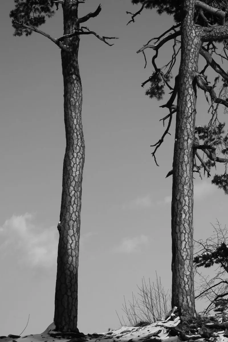 Due alberi in inverno su una collina in bianco e nero poster da Something for you