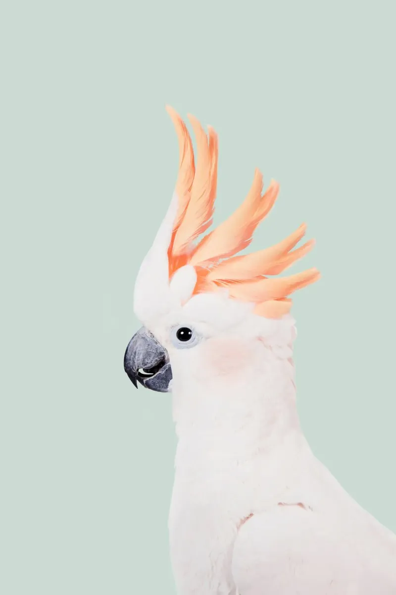 Cacatua su menta carta hahnemühle da Kathrin Pienaar