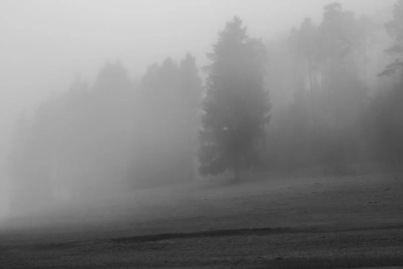 Meadow and trees in the fog canvas by Something for you