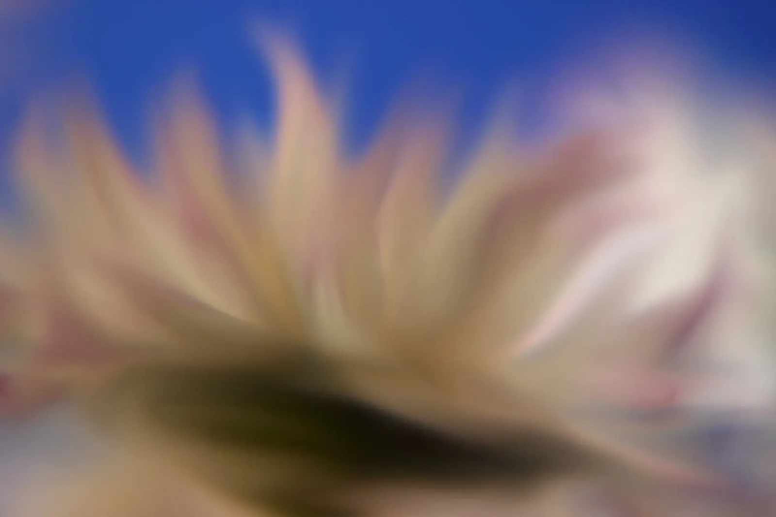 Fiore sfocato artisticamente plexiglass da Something for you