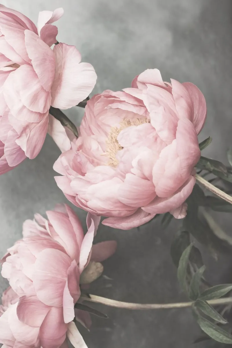 Peonie I carta hahnemühle da Kathrin Pienaar