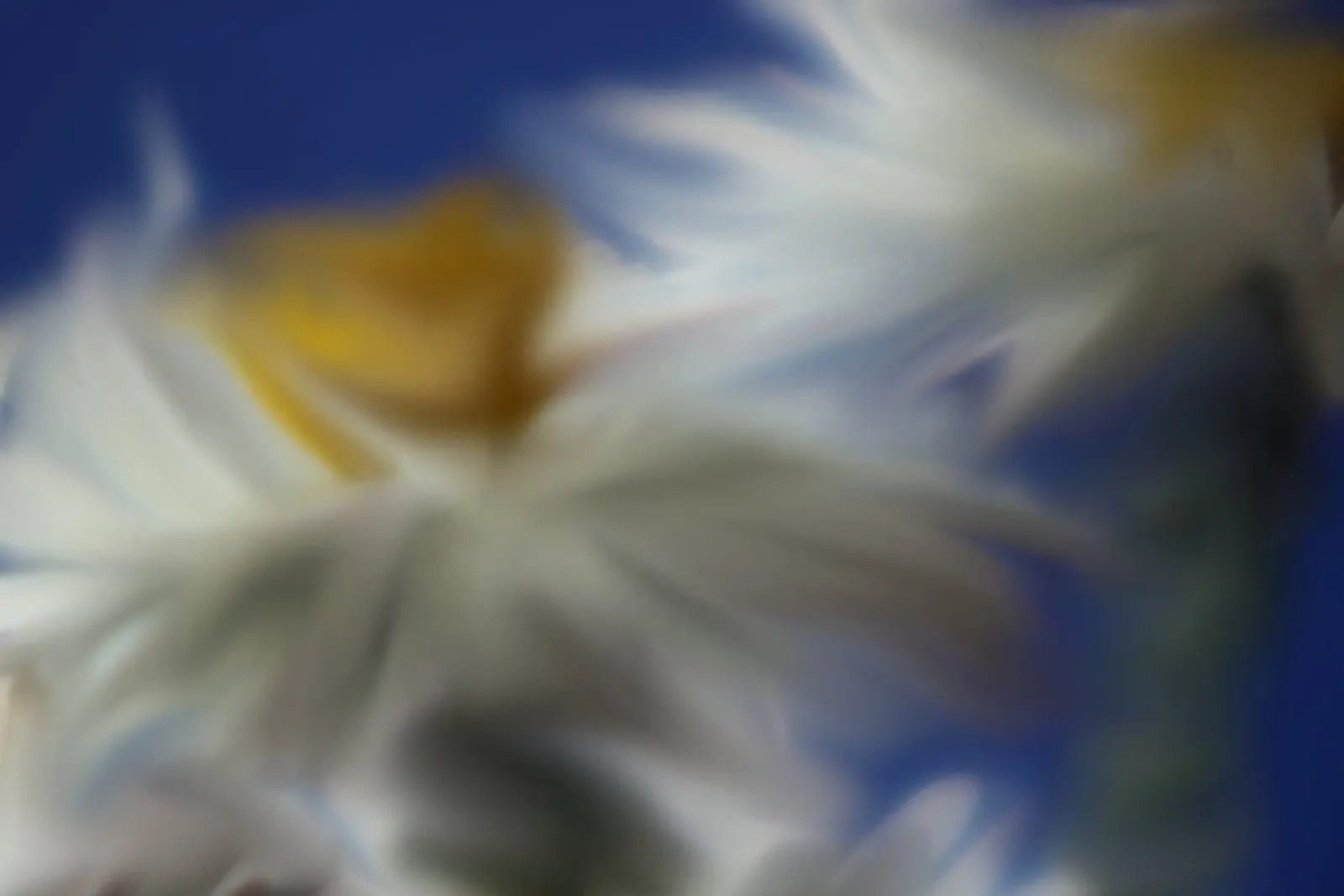 Due fiori sfocati artisticamente pellicola backlit da Something for you