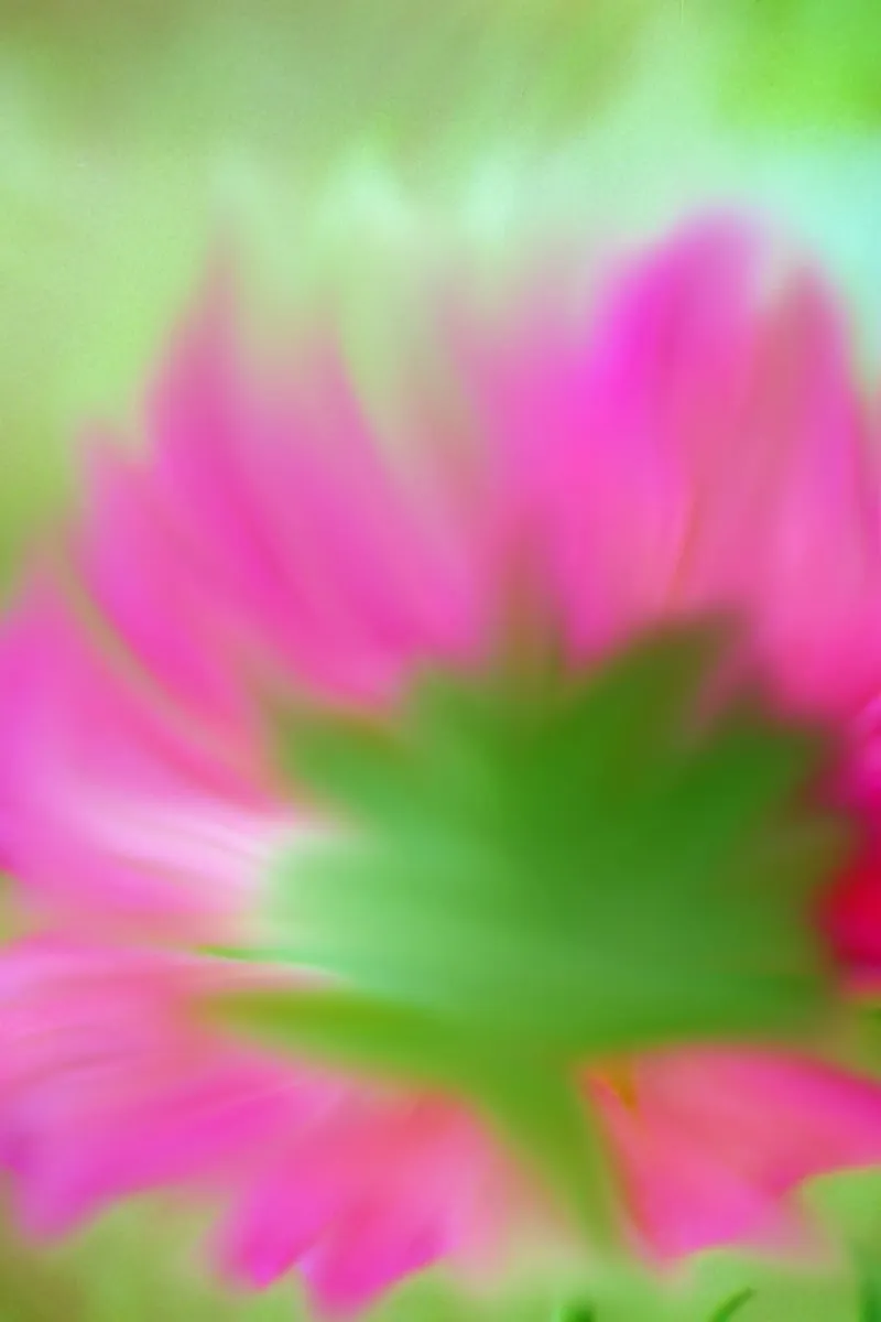 Piccolo fiore rosa sfocato artisticamente pellicola backlit da Something for you