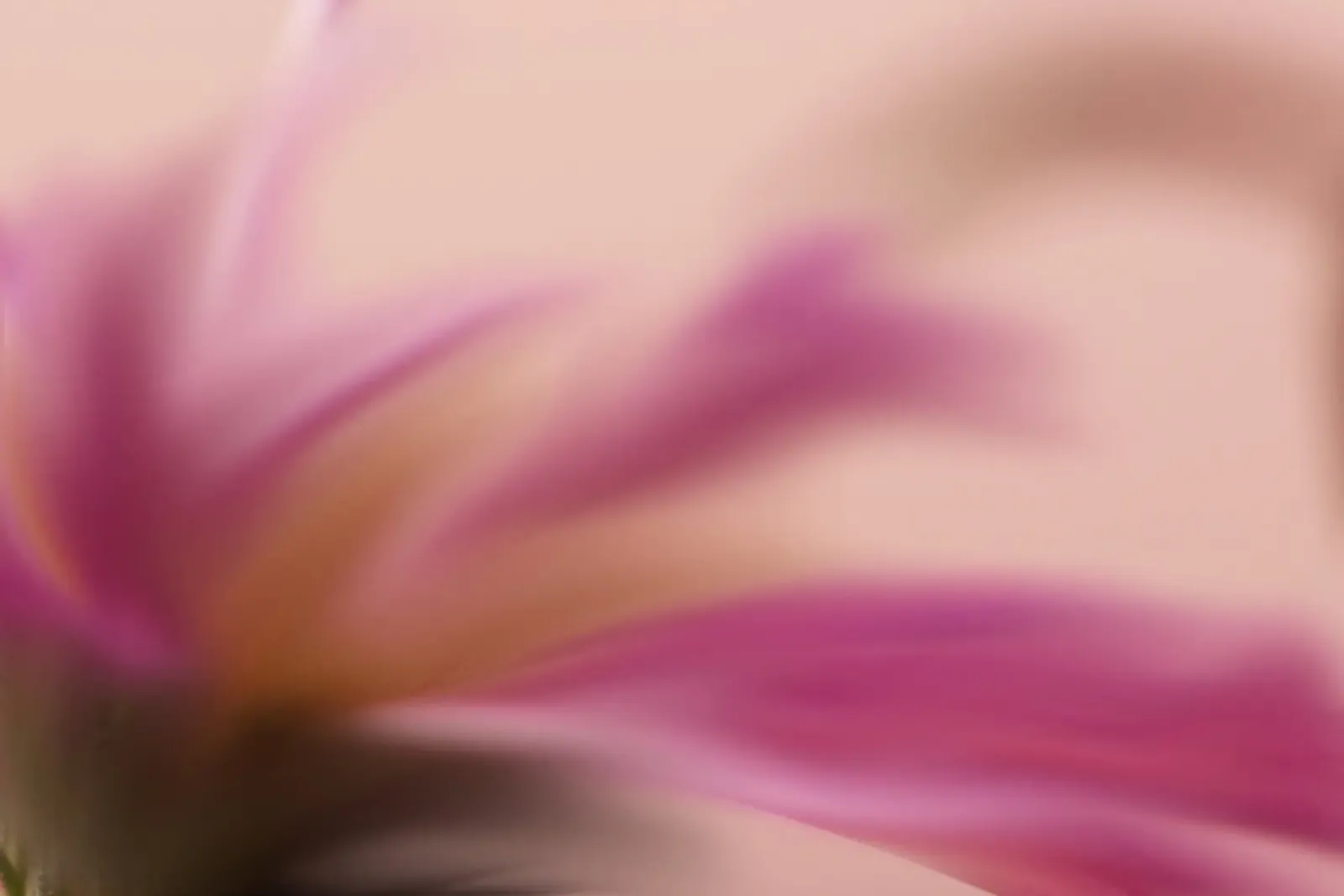 Piccolo fiore rosa sfocato artisticamente pellicola backlit da Something for you