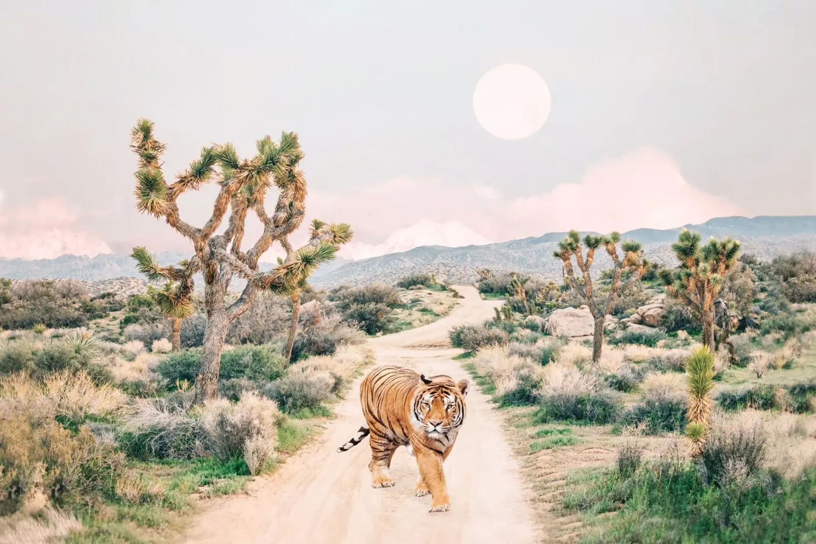 Tigre errante carta hahnemühle da Kathrin Pienaar